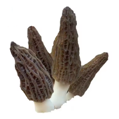 Fresh Morel mushroom