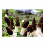  Good Quality Fresh Natural Stem Wild Morel Morchella Conica Mushroom 
