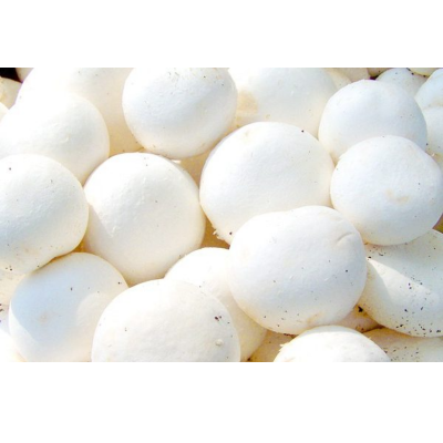 Fresh Champignon White Button Mushroom