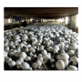 Fresh Champignon White Button Mushroom